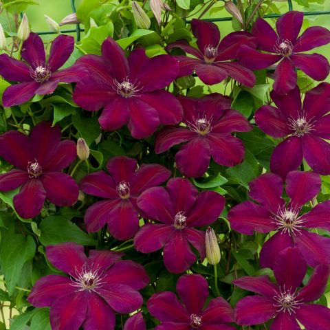 Clematis Mazovshe: photo and description