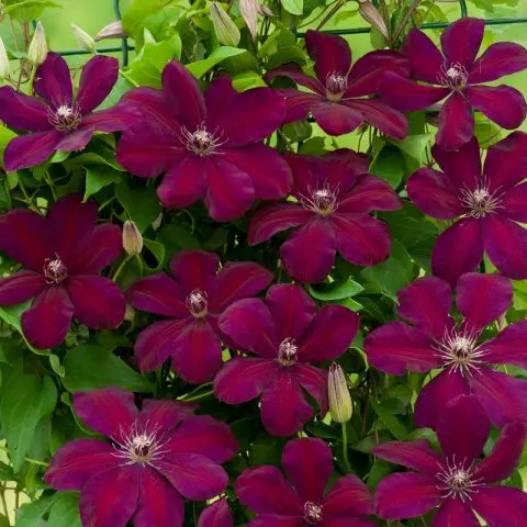 Clematis Mazovshe: photo and description