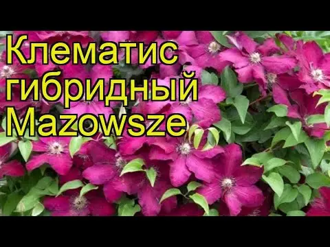 Clematis Mazovshe: photo and description