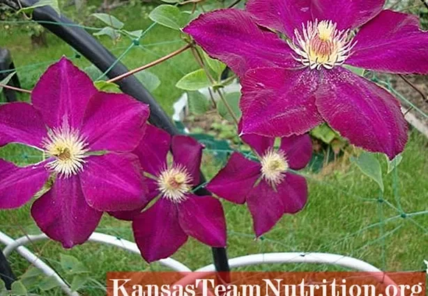 Clematis Mazovshe: photo and description