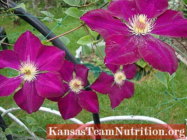 Clematis Mazovshe: photo and description