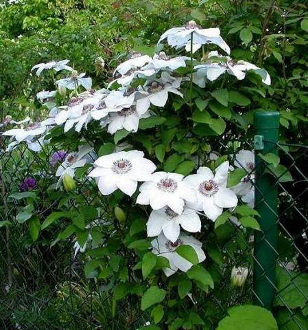 Clematis Miss Bateman