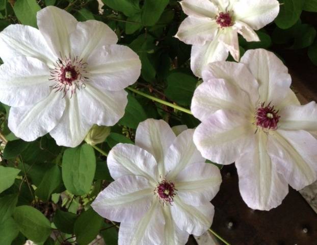 Clematis Miss Bateman