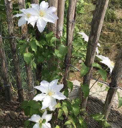 Clematis Miss Bateman