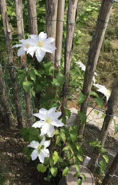 Clematis Miss Bateman