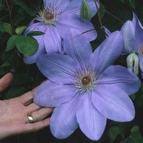 Clematis Mrs. Cholmondeley: reviews, description, pruning group