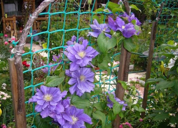 Clematis Mrs. Cholmondeley: reviews, description, pruning group