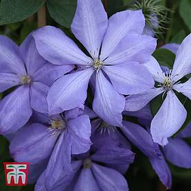 Clematis Mrs. Cholmondeley: reviews, description, pruning group