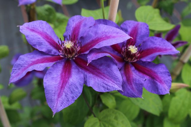 Clematis Mrs. Thompson: description, trim group, photo