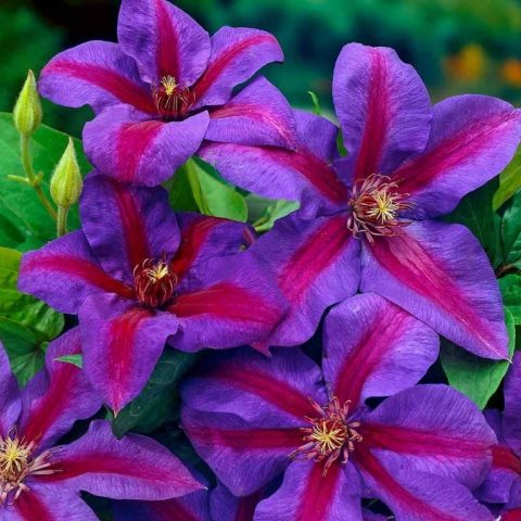 Clematis Mrs. Thompson: description, trim group, photo