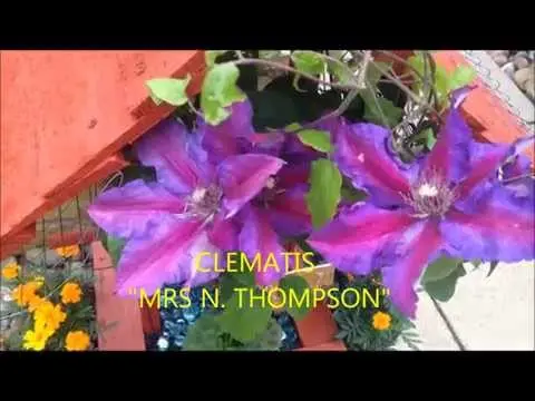 Clematis Mrs. Thompson: description, trim group, photo