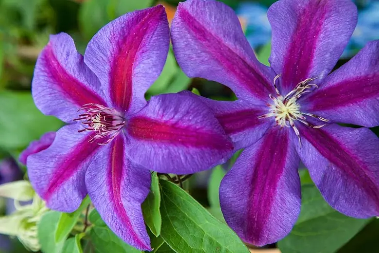 Clematis Mrs. Thompson: description, trim group, photo