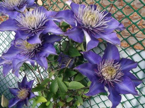 Clematis Multi Blue (Multi blue): planting and care, pruning group