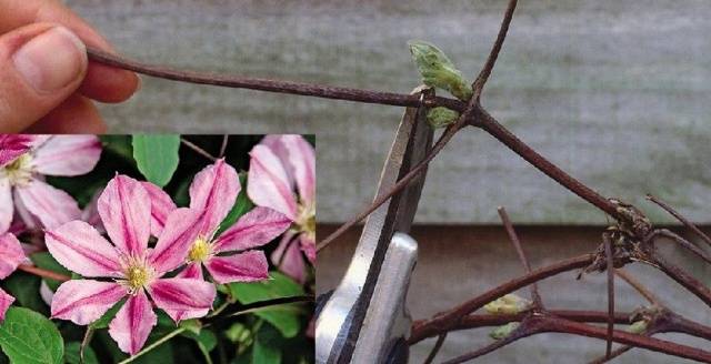 Clematis Multi Blue (Multi blue): planting and care, pruning group