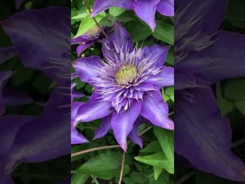 Clematis Multi Blue (Multi blue): planting and care, pruning group