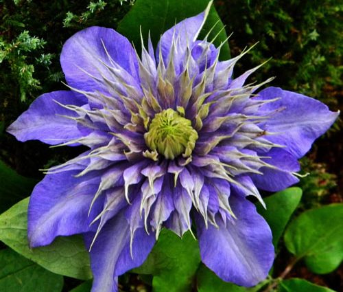 Clematis Multi Blue (Multi blue): planting and care, pruning group