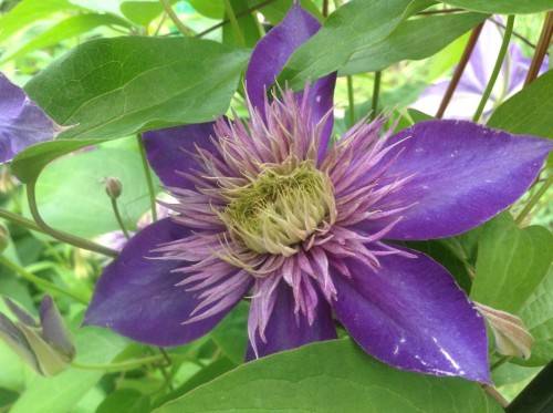 Clematis Multi Blue (Multi blue): planting and care, pruning group