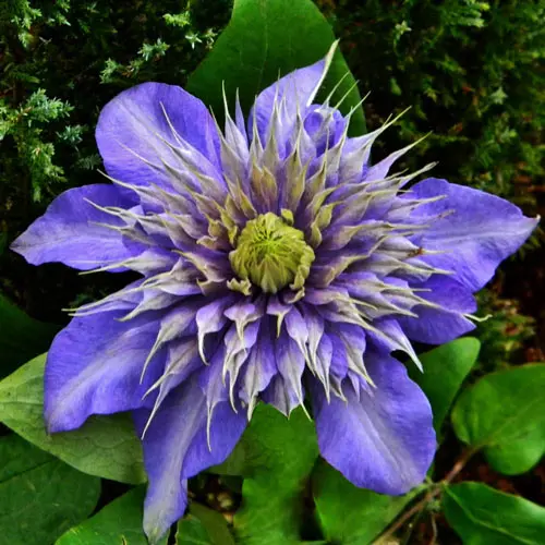 Clematis Multi Blue (Multi blue): planting and care, pruning group