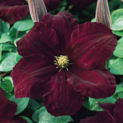 Clematis Niobe