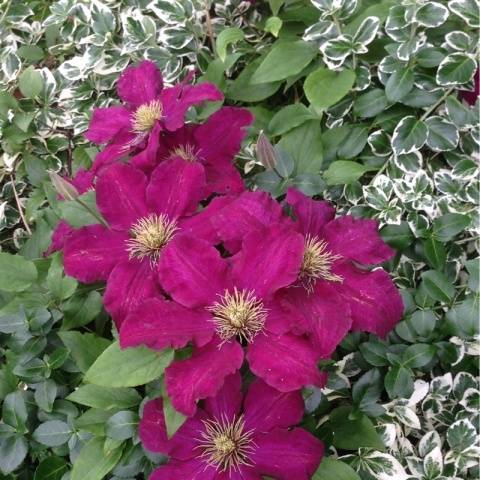 Clematis Niobe