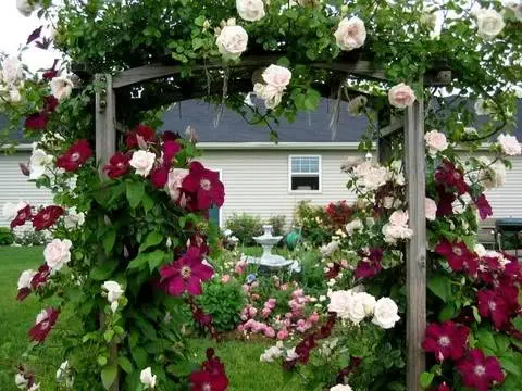 Clematis Niobe