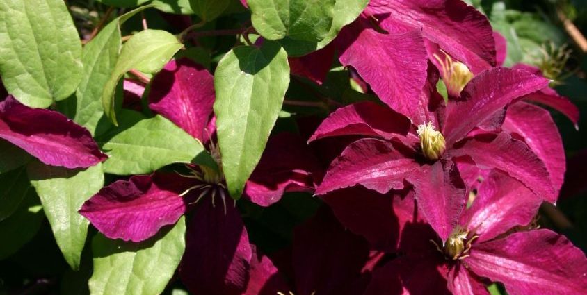 Clematis Niobe