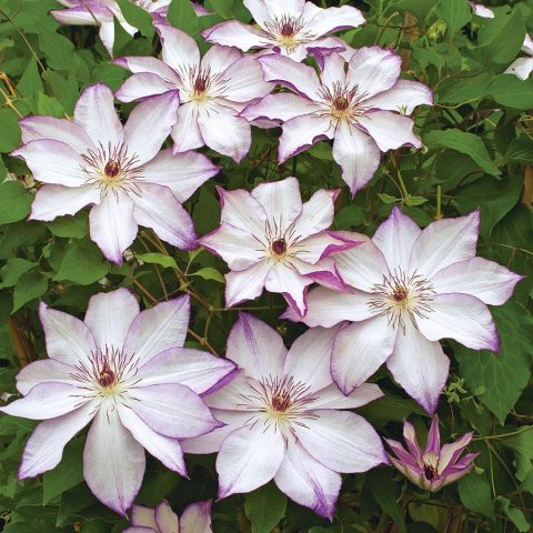 Clematis Omoshiro: photo, pruning group, reviews