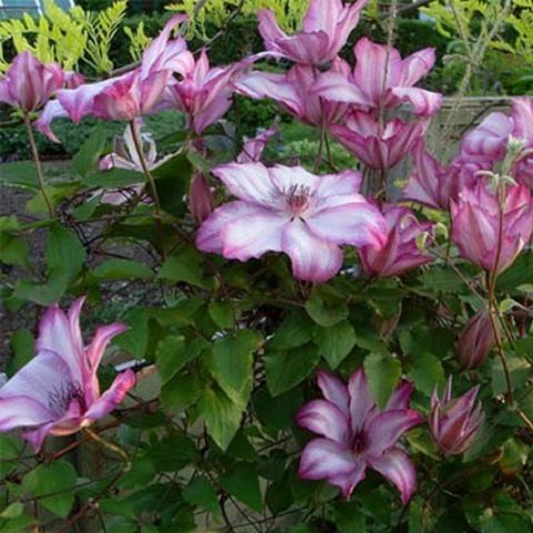 Clematis Omoshiro: photo, pruning group, reviews