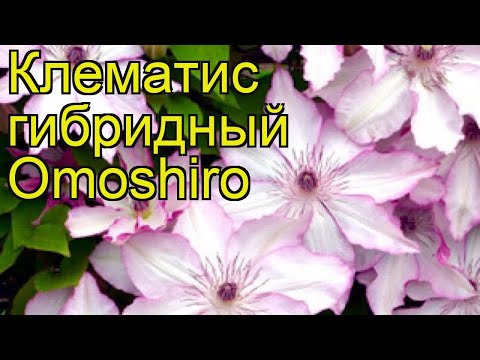 Clematis Omoshiro: photo, pruning group, reviews