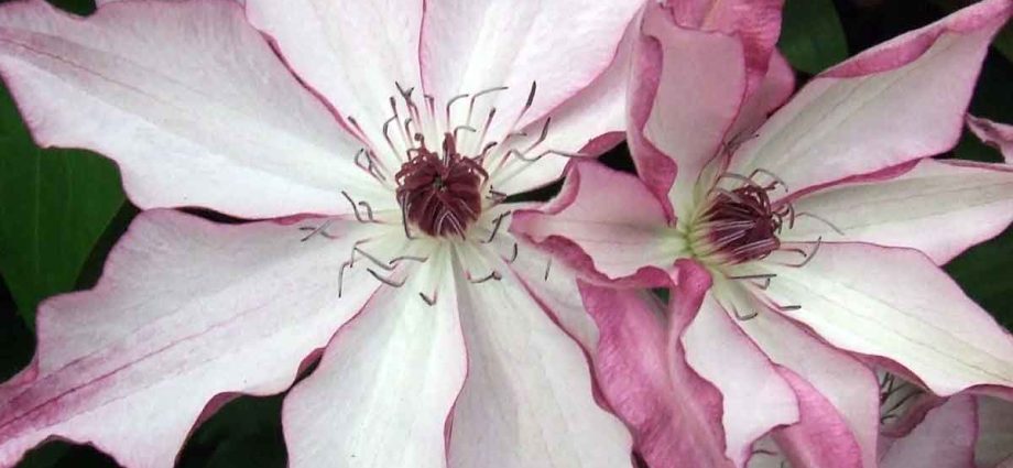 Clematis Omoshiro: photo, pruning group, reviews