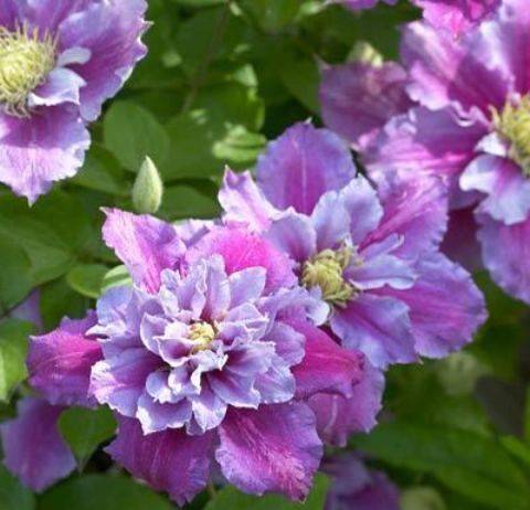 Clematis Piilu: planting and care