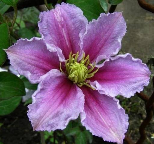 Clematis Piilu: planting and care