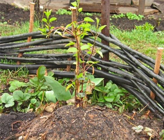 Clematis Piilu: planting and care