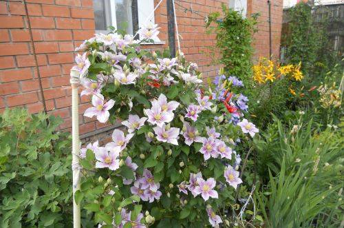 Clematis Piilu: planting and care