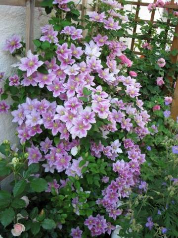 Clematis Piilu: planting and care