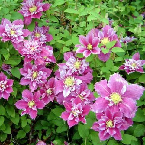 Clematis Piilu: planting and care