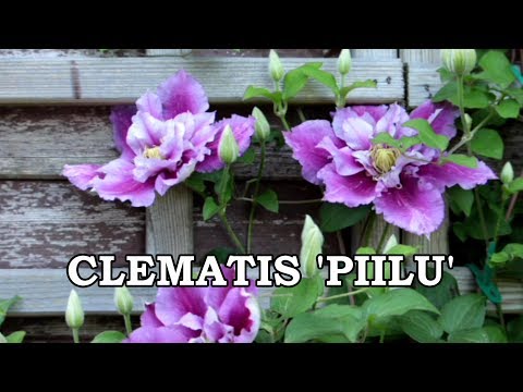 Clematis Piilu: planting and care