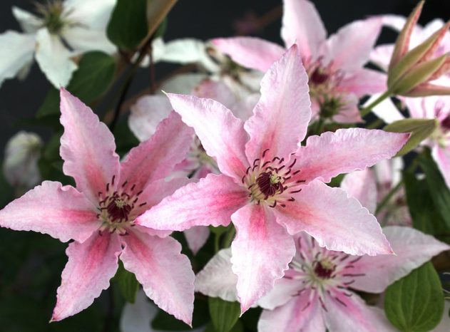 Clematis Pink Fantasy: pruning group and description