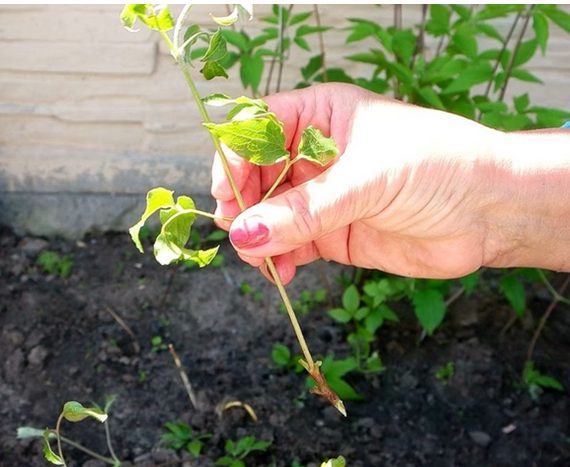 Clematis Pink Fantasy: pruning group and description