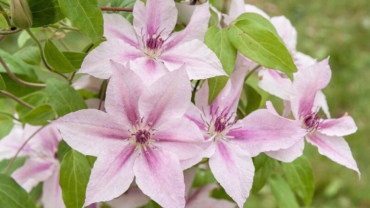 Clematis Pink Fantasy: pruning group and description