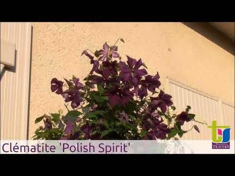 Clematis Polish Spirit: reviews, description, photo