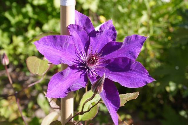 Clematis President: pruning group, planting and care