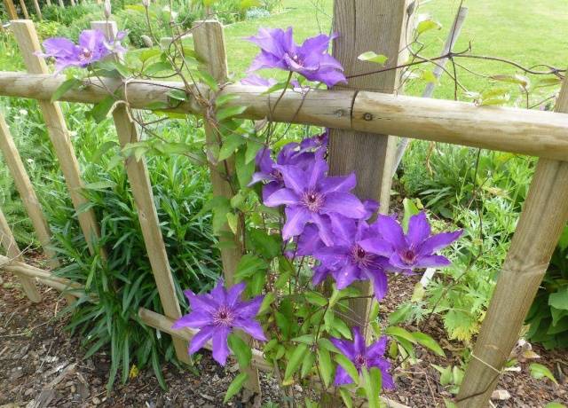 Clematis President: pruning group, planting and care