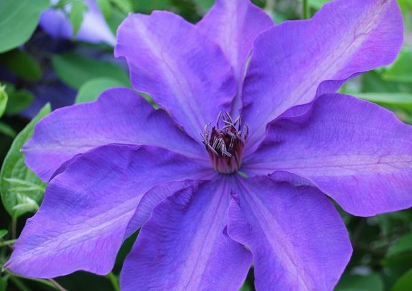 Clematis President: pruning group, planting and care