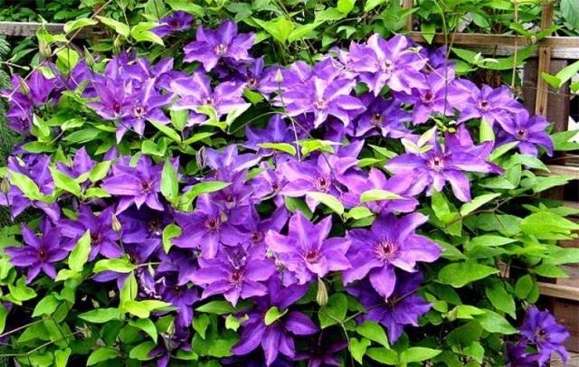 Clematis President: pruning group, planting and care