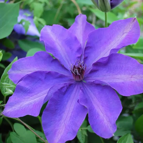 Clematis President: pruning group, planting and care