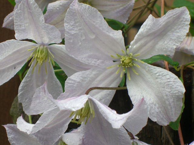 Clematis Prince Charles: reviews, description, photos