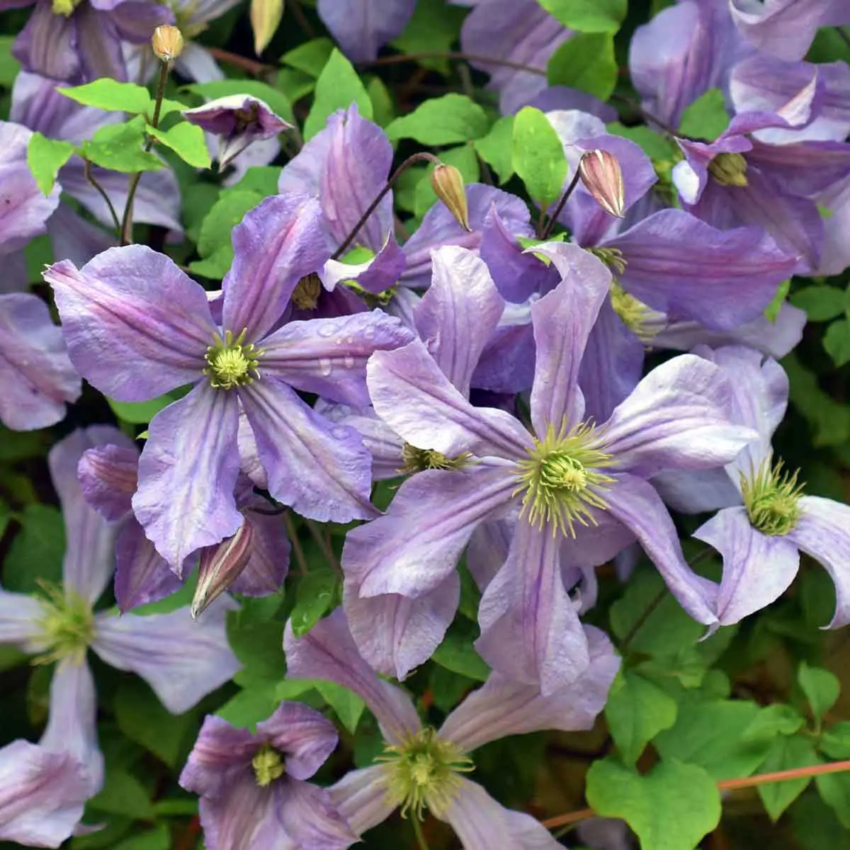 Clematis Prince Charles: reviews, description, photos