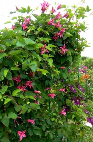 Clematis Princess Diana