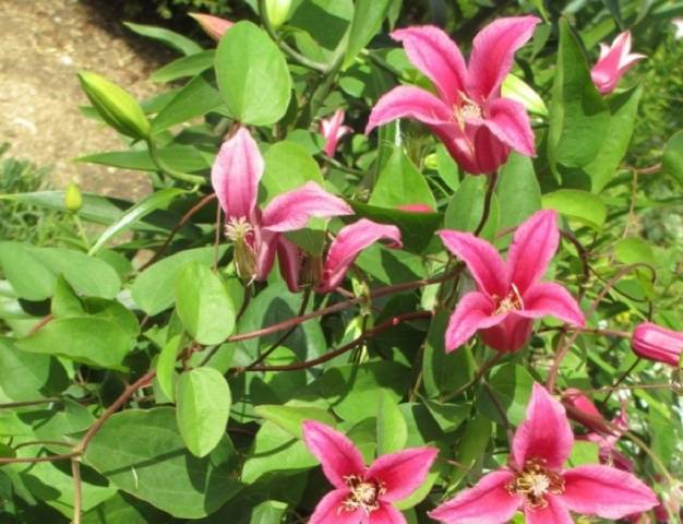 Clematis Princess Diana